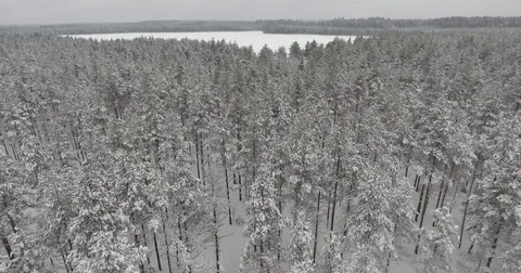 Camera moves among snow-covered trees during snowfall in forest at winter day. Stock Footage 69770365