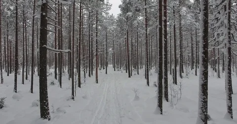 Camera moves among snow-covered trees during snowfall in forest at winter day. Stock Footage 69770402