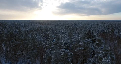 Camera moves among snow-covered trees during snowfall in forest at winter day Stock Footage 85662198