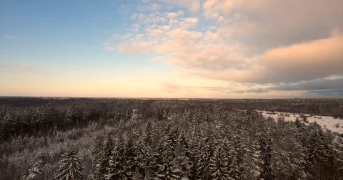 Camera moves among snow-covered trees during snowfall in forest at winter day Stock Footage 85662270