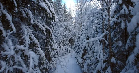 Camera moves among snow-covered trees during snowfall in forest at winter day Video stock 85662332