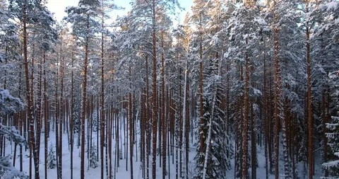 Camera moves among snow-covered trees during snowfall in forest at winter day Stock Footage 85662348
