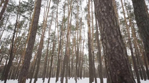 Camera moves among snow-covered trees during snowfall in forest at winter day. Stock Footage 88360991