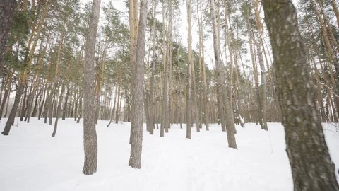 Camera moves among snow-covered trees during snowfall in forest at winter day. Stock Footage 88361175