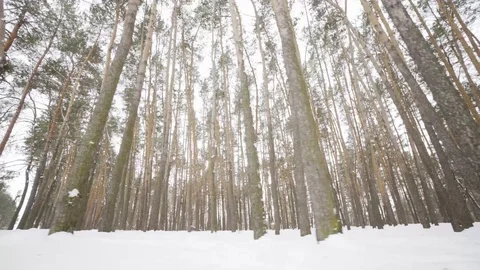 Camera moves among snow-covered trees during snowfall in forest at winter day. Stock Footage 88361236