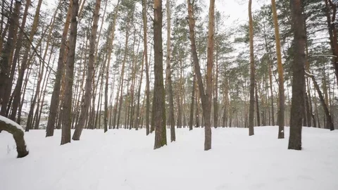 Camera moves among snow-covered trees during snowfall in forest at winter day. Video stock 88399930