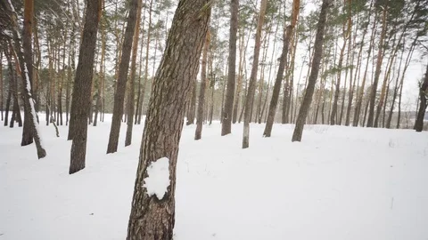 Camera moves among snow-covered trees during snowfall in forest at winter day. Video stock 88475092