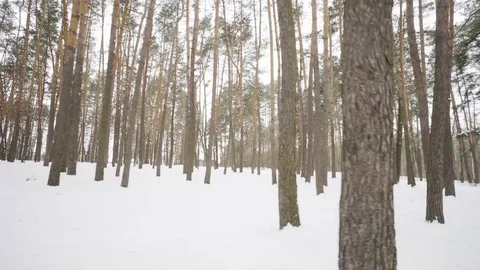 Camera moves among snow-covered trees during snowfall in forest at winter day. Video stock 88475200