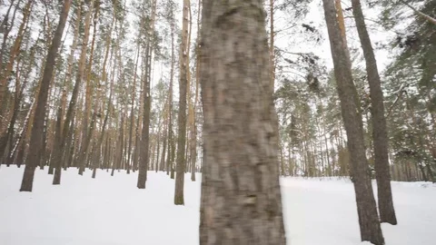 Camera moves among snow-covered trees during snowfall in forest at winter day. Video stock 88556059