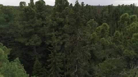 Camera moves among the treetops in taiga Stock Footage 283020836
