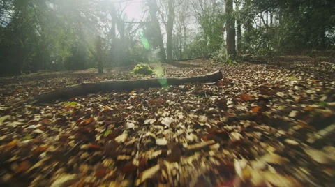 Camera moves amongst the leaf covered ground in a forest, shot on RED EPIC Stock Footage 48705807