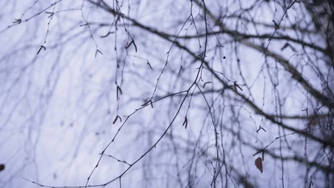 The camera moves up and captures the leafless birch branches in winter during th Stock Footage 325746709