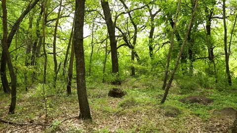 The camera moves and shoots a dense overgrown beautiful forest on a summer day,  Stock Footage 113933324