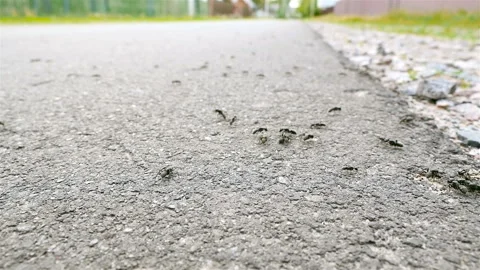 The camera moves on the ants. Close-up, macro. Slow motion Stock Footage 90669039