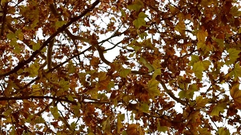 The camera moves around, bottom view, against the background of autumn trees 스톡 동영상 83400189