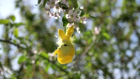 The camera moves around the Easter Bunny on a blossoming spring tree. against Stock Footage 221872736