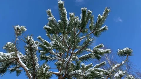 Camera moves around the green pine tree covered with the snow on winter day. Stock Footage 147553736