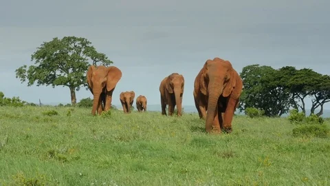Camera moves around landscape with red elephant herd walking across grassland Stock Footage 126124705