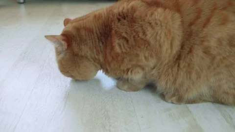 Camera moves around red british cat sitting on floor Stock Footage 103184302