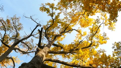 The camera moves around the tree. Autumn landscape with yellow leaves. Slow Stock Footage 120292872