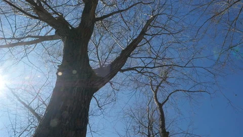 Camera moves around the tree. Blue sky on the background. Bright rays of the sun Stock Footage 126925398
