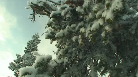 The camera moves around the tree Stock Footage 10680636