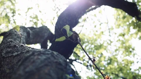 Camera moves around the tree. Stock Footage 77019242