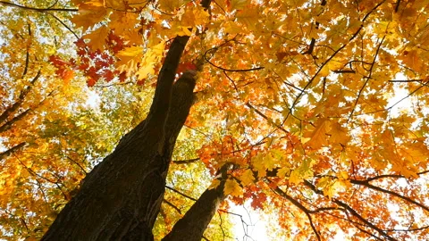 The camera moves around the tree. Yellow and red leaves. Autumnal atmosphere in Stock Footage 120294682