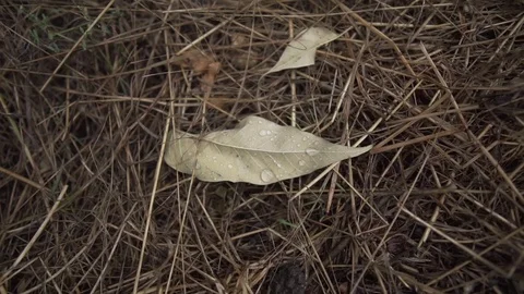 The camera moves away from a dry leaf with drops of water surrounded by hay Stock Footage 125613653