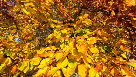 The camera moves away from the tree with yellow leaves against the blue sky s Stock Footage 312807684