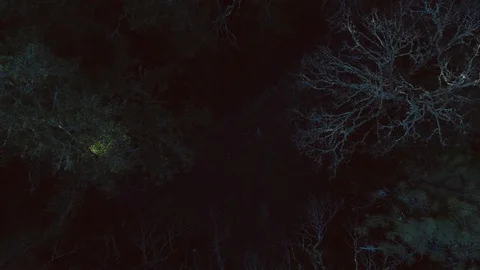 Camera moves away from trees to reveal dense forest Stock Footage 119995706