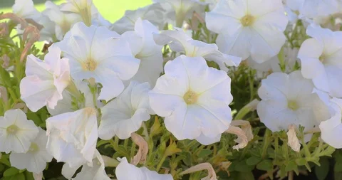 The camera moves away from white decorative petunia Stock Footage 113504650