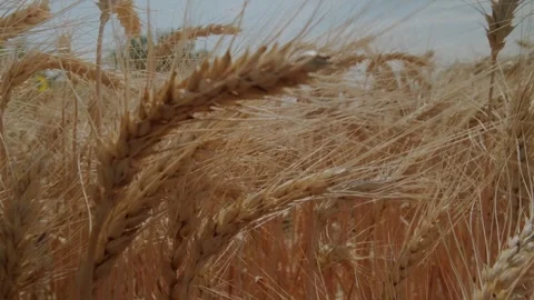 Camera Moves Back Among Ripe Ears Of Wheat. Ukrainian wheat grain. Stock Footage 340464235