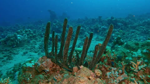 Camera moves back away from Erect Sponge on coral reef on the deep Stock Footage 304009186