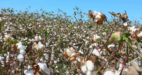 The camera moves back into a field of ripe cotton Stock Footage 116441733