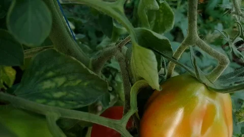 Camera moves back revealing fresh organic grown tomatoes. Bio agriulture Stock Footage 93829092