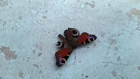 Camera moves back shooting as a butterfly with a torn wing Stock Footage 160614461