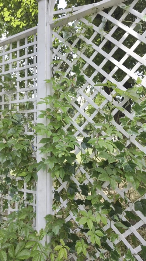 The camera moves backward revealing a white wooden lattice fence. Stock Footage 338404771