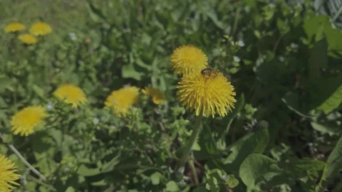 Camera moves backwards, bee in slow motion collecting pollen from yellow Stock Footage 326685102