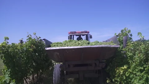 The camera moves behind an old tractor body full of green grapes, Stock Footage 155466280
