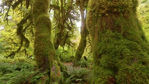 Camera moves between the bizarre tree trunks overgrown with moss. Rainforest in Video stock 163341566
