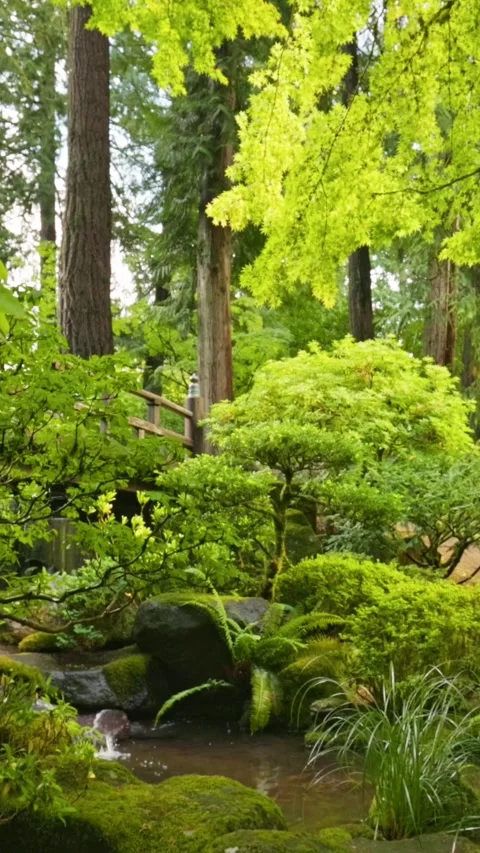 Camera moves between bushes and trees in Japanese garden. Lovely green garden Video stock 273209002