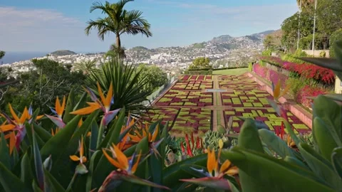 Camera moves between colorful flowers in botanical garden of Funchal, Madeira Stock-Footage 169146534