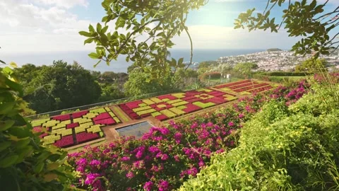 Camera moves between colorful flowers in botanical garden of Funchal, Madeira Stock-Footage 214659519