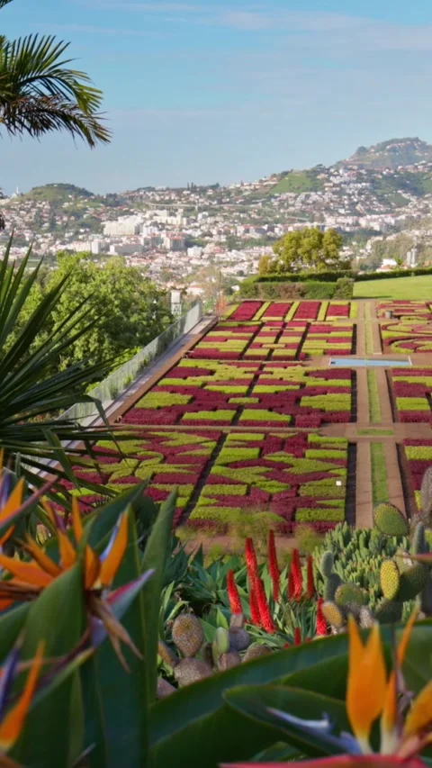 Camera moves between colorful flowers in botanical garden of Funchal, Madeira Video stock 273208762