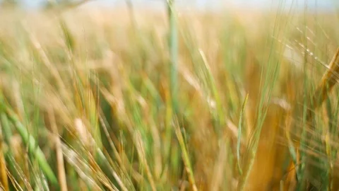 The camera moves between the ears of yellow and green wheat. Spikelets of yellow Stock Footage 122063566
