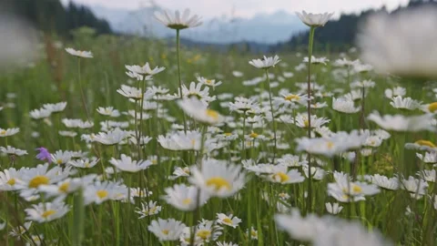Camera moves between flowers, insects fly around. Alpine chamomile meadow in Stock-Footage 160041449