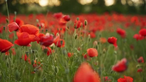 Camera moves between the flowers of red poppies. Poppy as a remembrance symbol Stock Footage 187626575