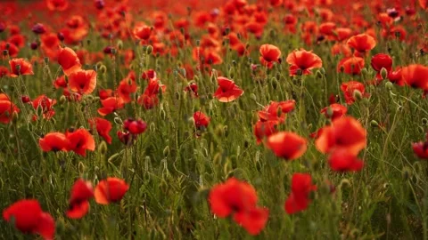 Camera moves between the flowers of red poppies. Poppy as a remembrance symbol Stock Footage 205188012