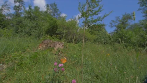 The camera moves between the grass. Wildlife with insects Stock Footage 111669535